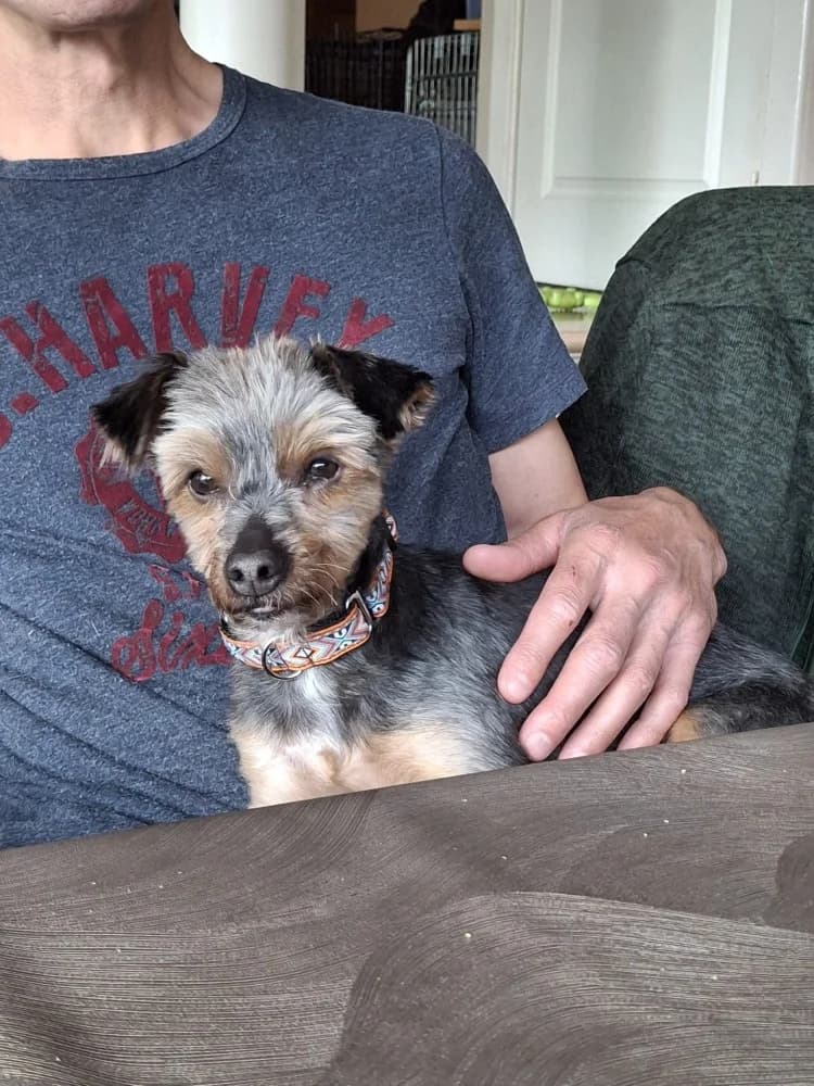 Bona, female Yorkshire Terrier for adoption at Adopteer.be, Brussels — photo 2 of 10