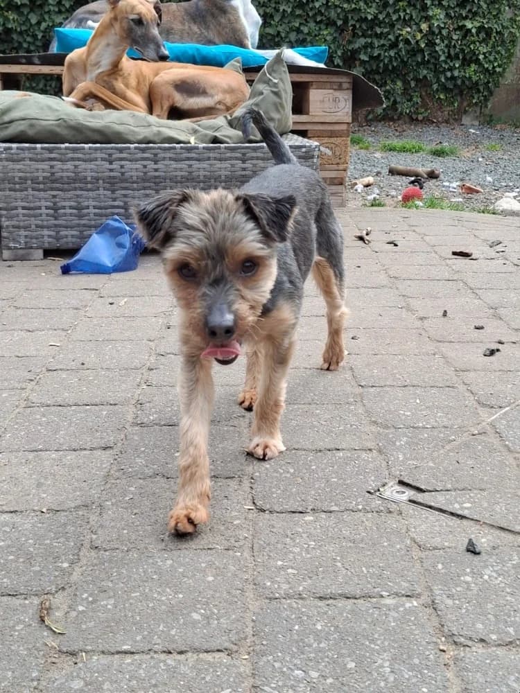 Bona, female Yorkshire Terrier for adoption at Adopteer.be, Brussels — photo 3 of 10