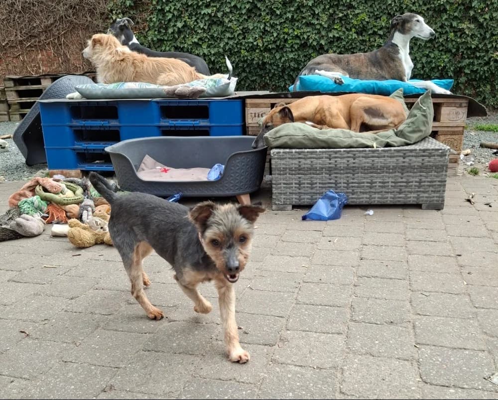 Bona, female Yorkshire Terrier for adoption at Adopteer.be, Brussels — photo 4 of 10