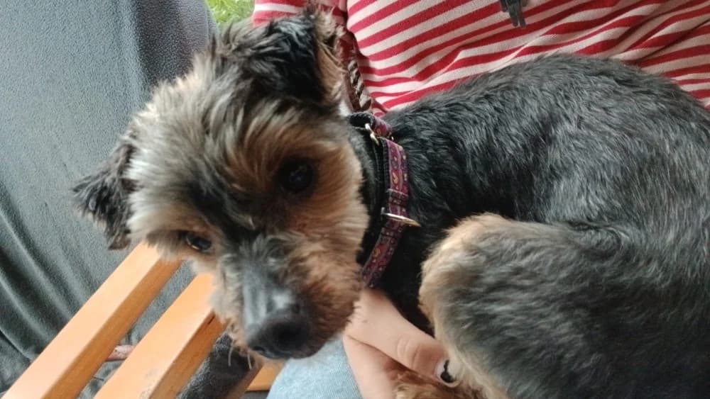 Bona, female Yorkshire Terrier for adoption at Adopteer.be, Brussels — photo 5 of 10