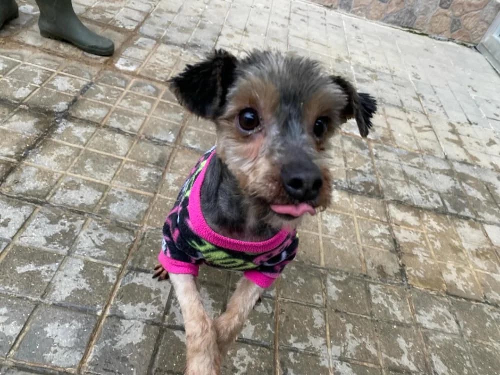 Bona, female Yorkshire Terrier for adoption at Adopteer.be, Brussels — photo 6 of 10