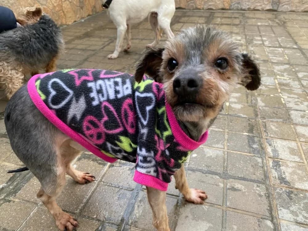 Bona, female Yorkshire Terrier for adoption at Adopteer.be, Brussels — photo 7 of 10