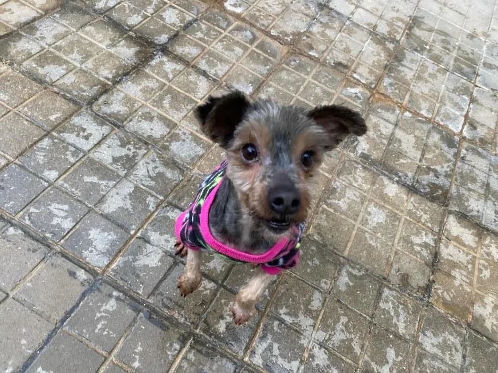 Bona, female Yorkshire Terrier for adoption at Adopteer.be, Brussels — photo 8 of 10