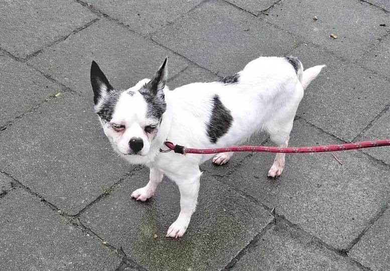 Pablo ( 1 WEEK OP PROEF), male Mixed Breed for adoption at Adopteereendier, Brussels