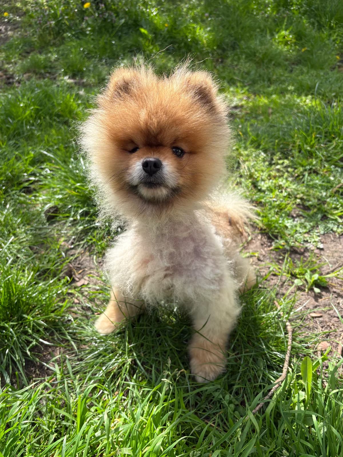 Mochi, male Mixed Breed for adoption at Adopteereendier, Brussels