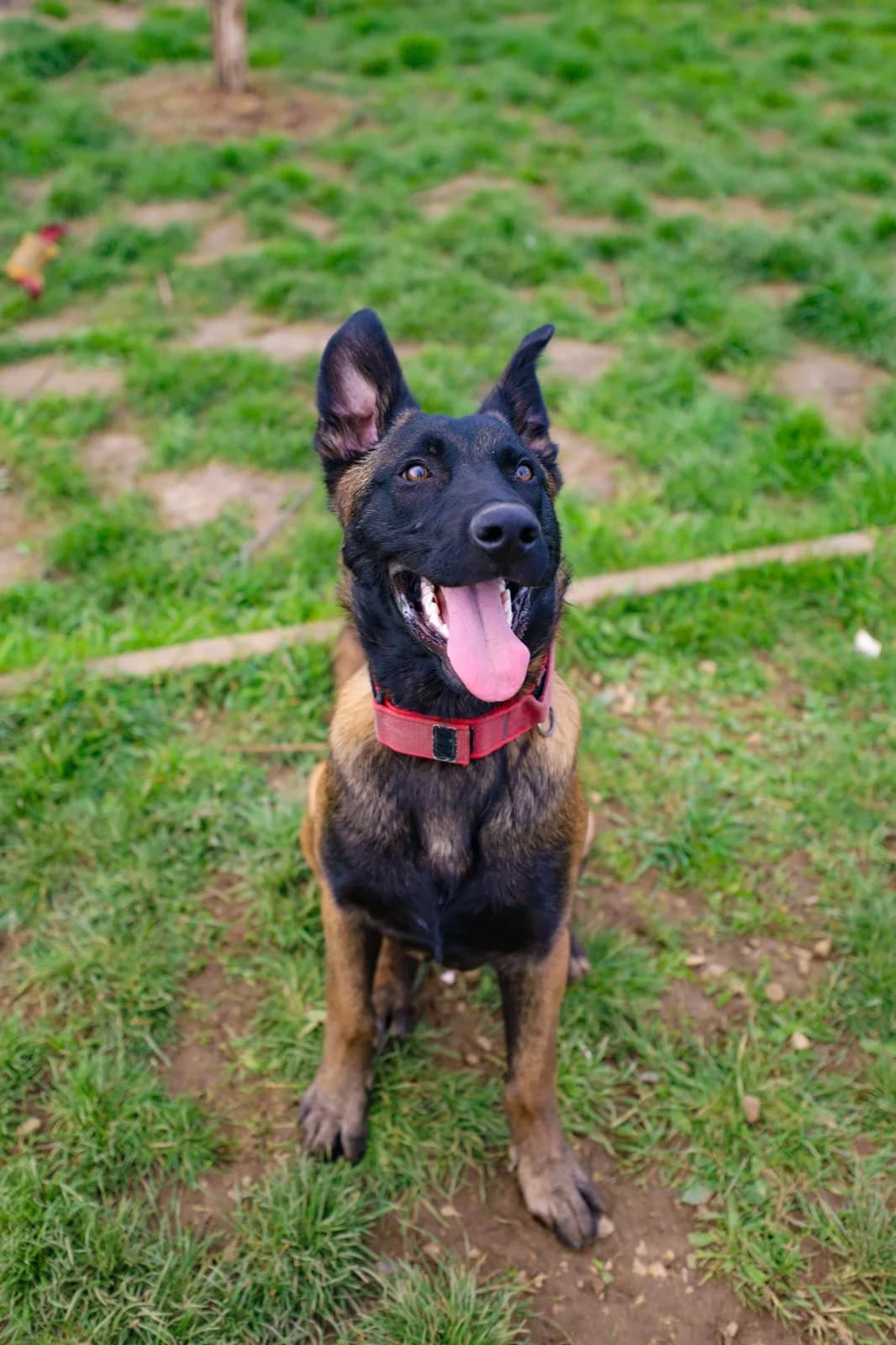 Ollie, male Mixed Breed for adoption at Adopteereendier, Brussels