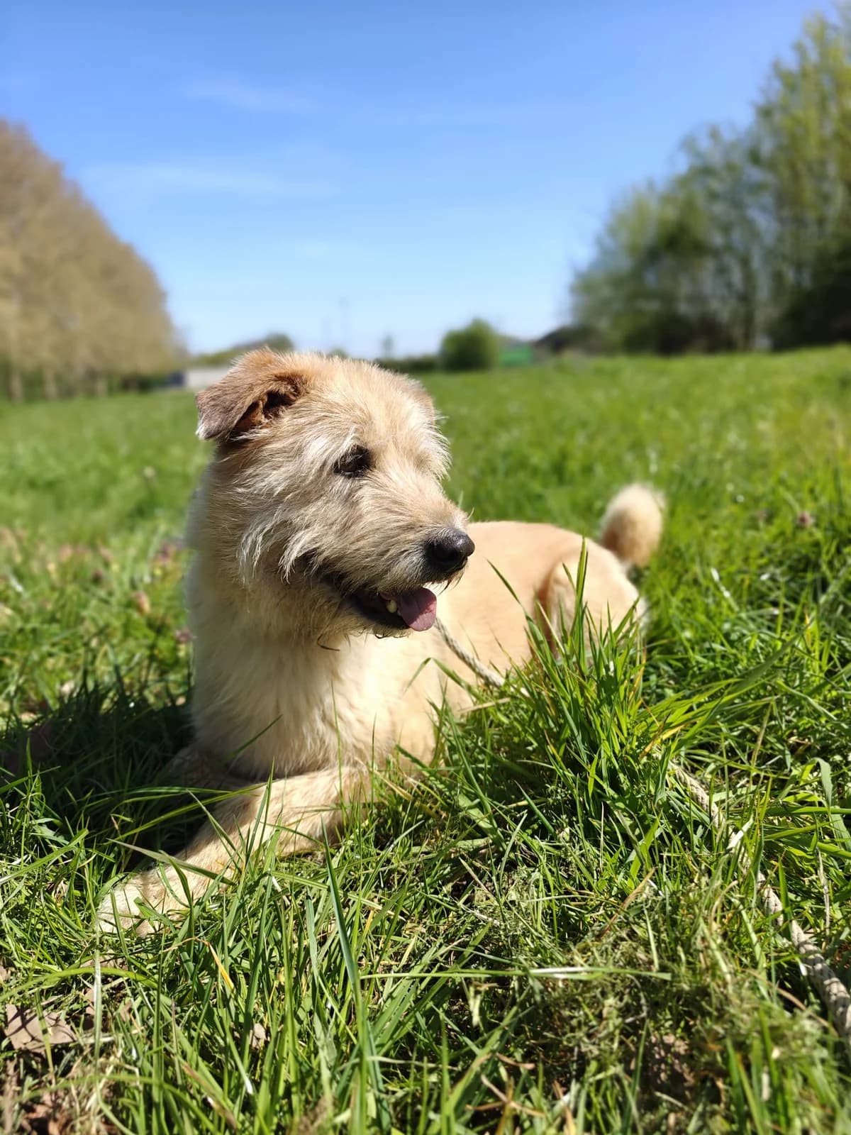 Kastaar, male Mixed Breed for adoption at Adopteereendier, Brussels