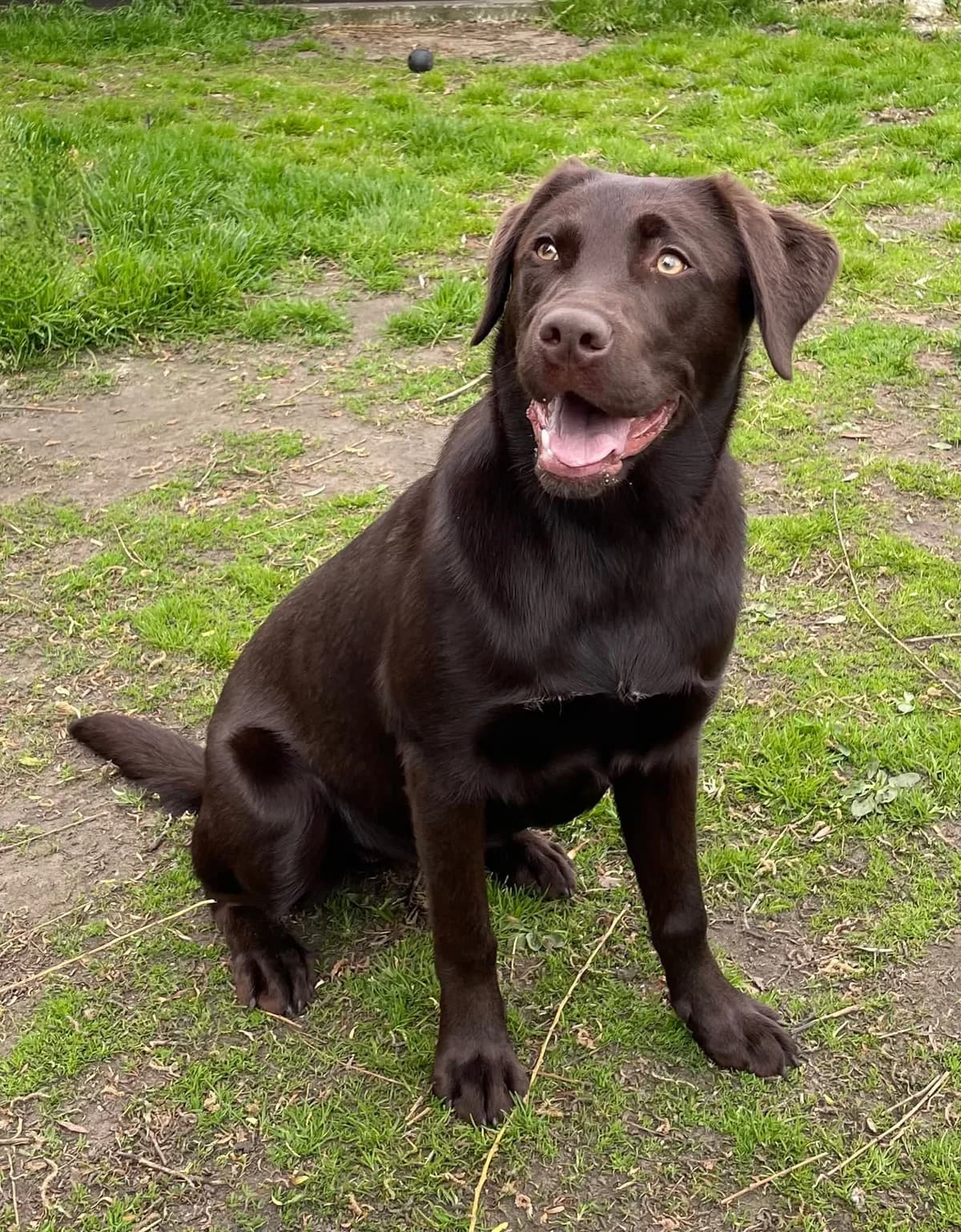 Milly, female Mixed Breed for adoption at Adopteereendier, Brussels