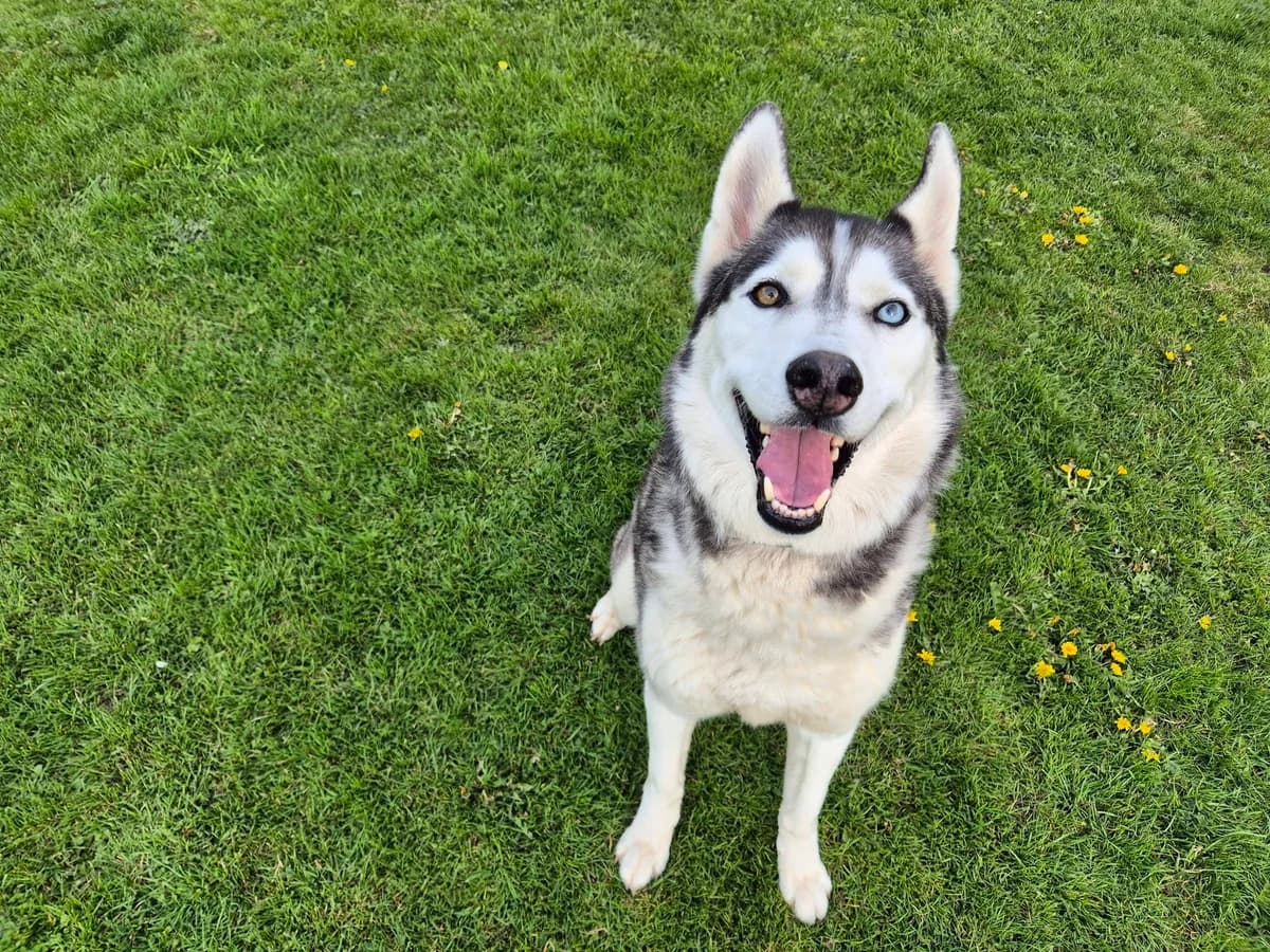 Wolf, male Mixed Breed for adoption at Adopteereendier, Brussels