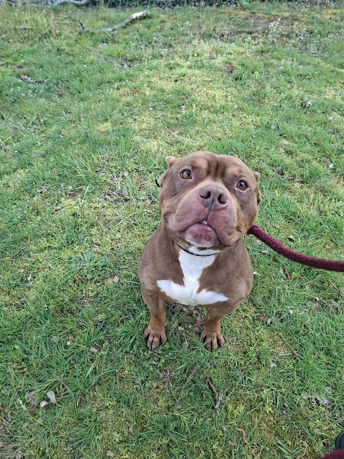 Tyson, male Mixed Breed for adoption at Adopteereendier, Brussels