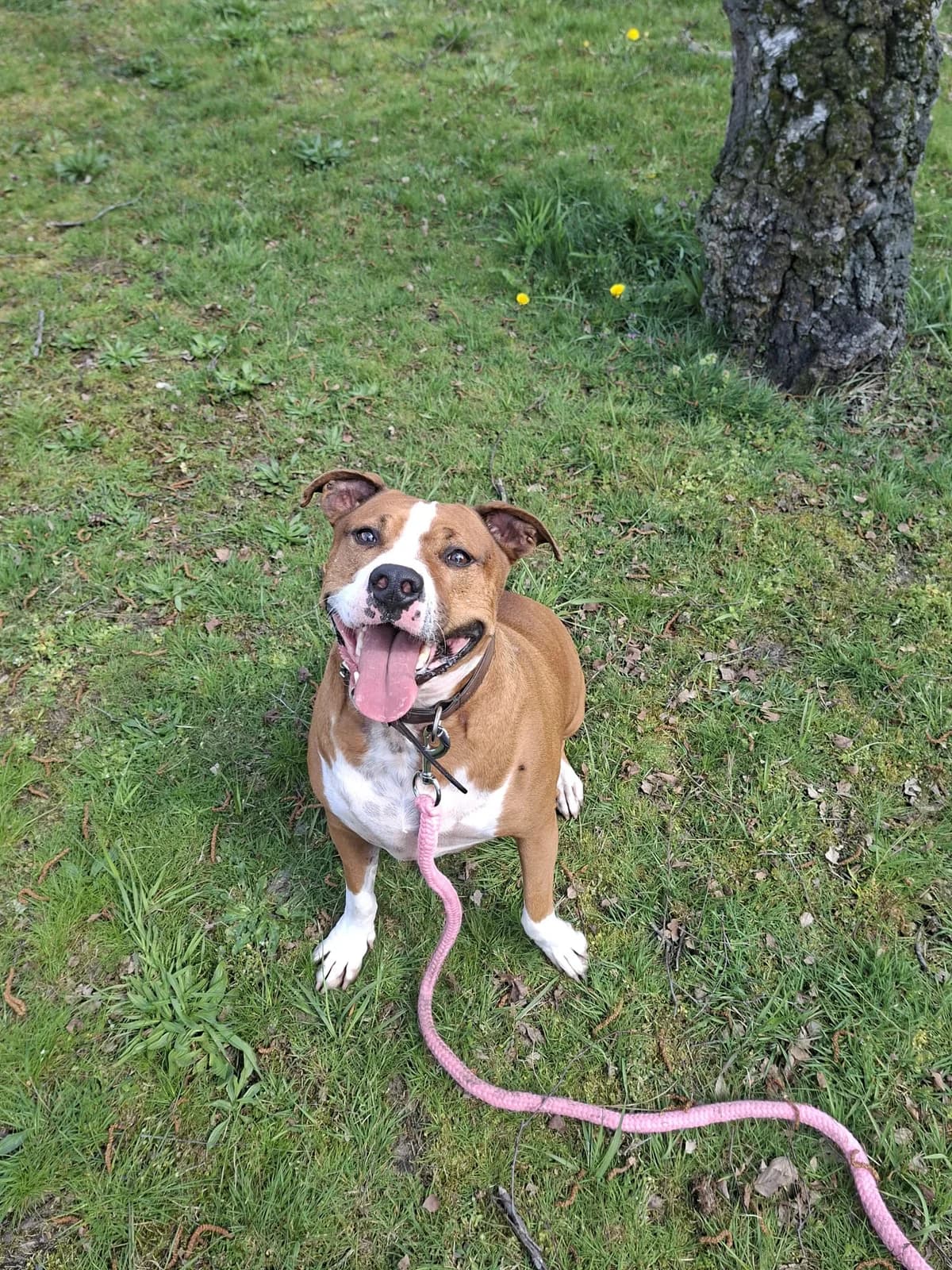 DJ, male Mixed Breed for adoption at Adopteereendier, Brussels