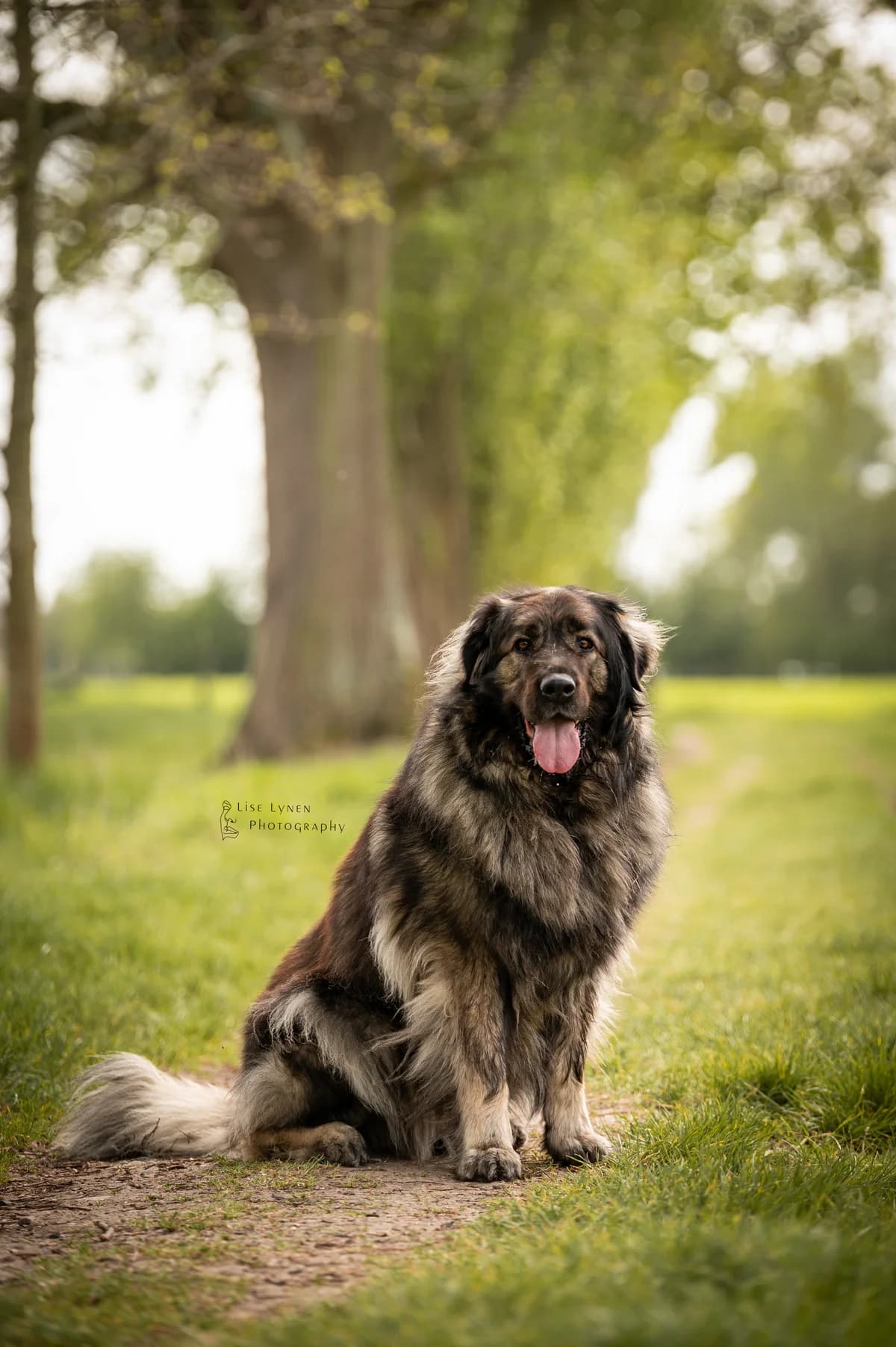 Kida, female Mixed Breed for adoption at Adopteereendier, Brussels