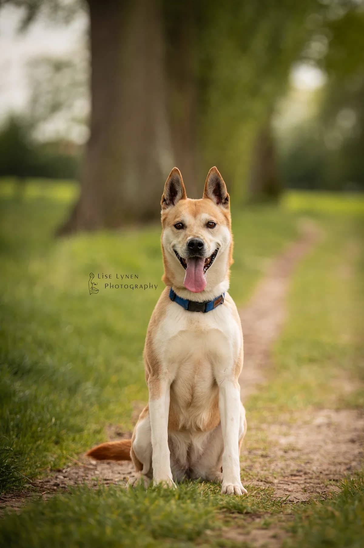 Dina, female Mixed Breed for adoption at Adopteereendier, Brussels