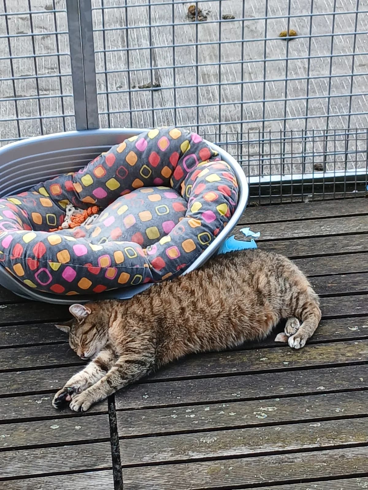 Capucine, Tigre female Mixed Breed for adoption at Animal Sans Logis, Neupré