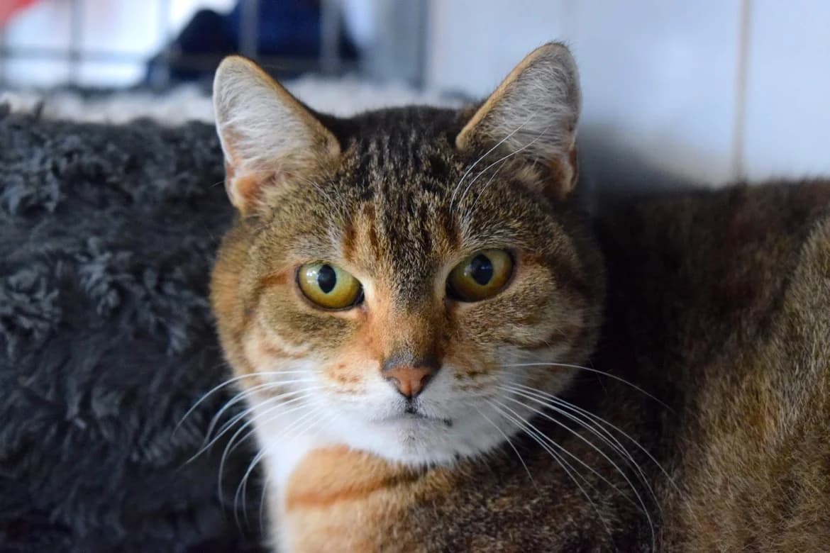 Capucine, Tigre female Mixed Breed for adoption at Animal Sans Logis, Neupré — photo 2 of 5