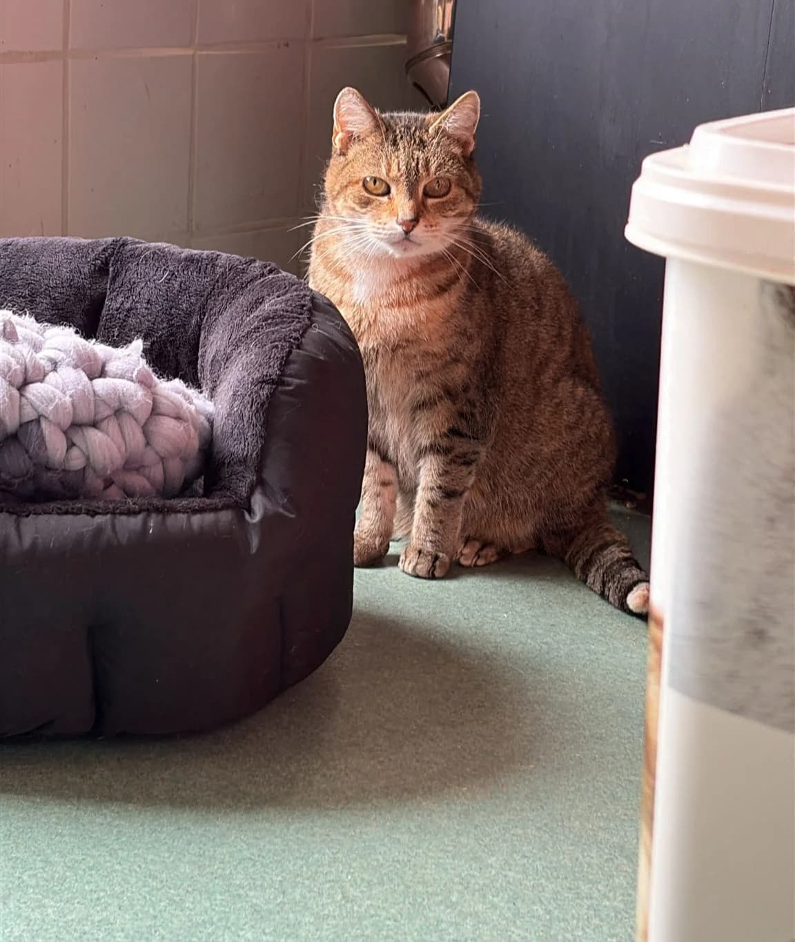 Capucine, Tigre female Mixed Breed for adoption at Animal Sans Logis, Neupré — photo 3 of 5