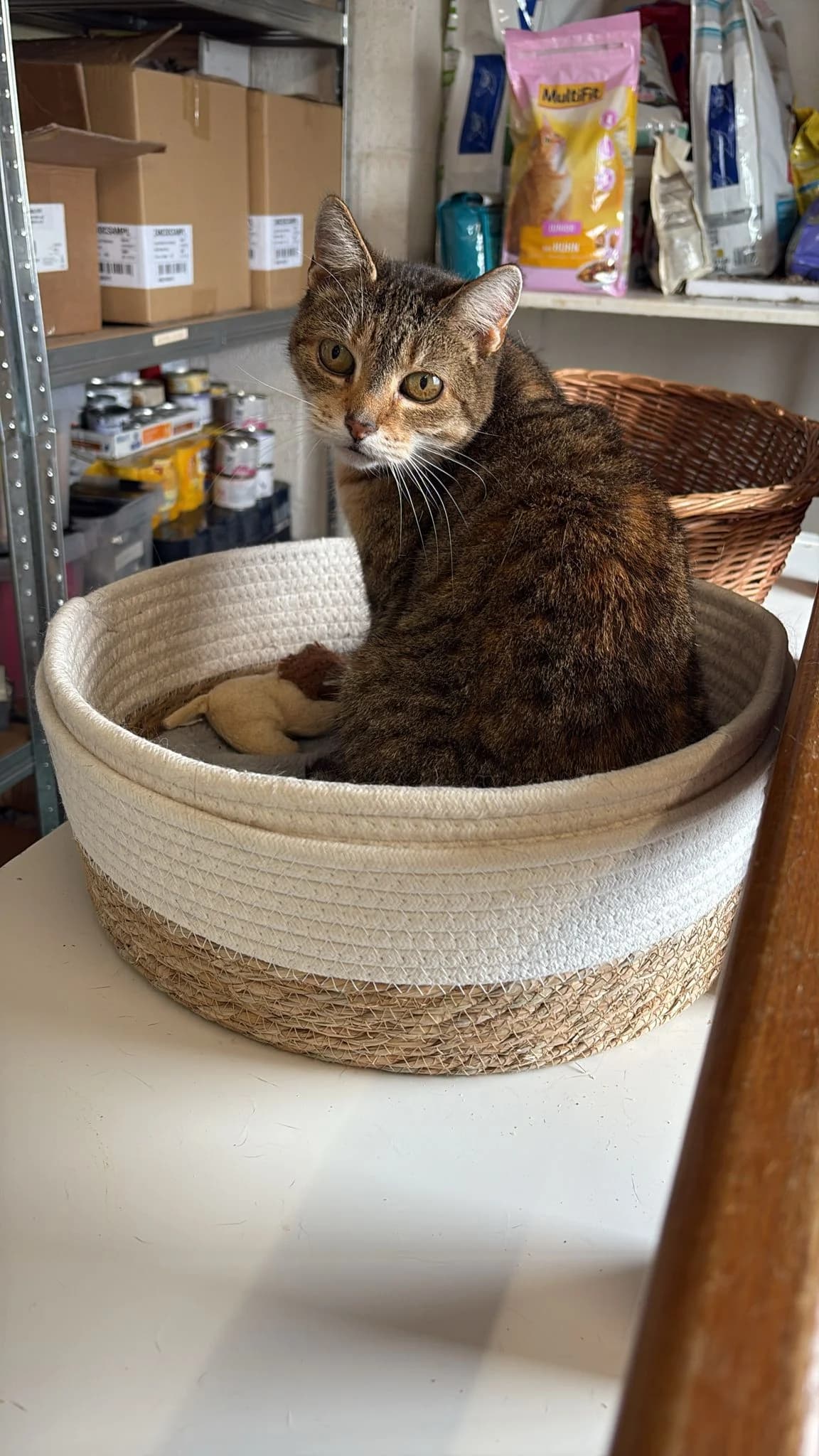 Capucine, Tigre female Mixed Breed for adoption at Animal Sans Logis, Neupré — photo 4 of 5