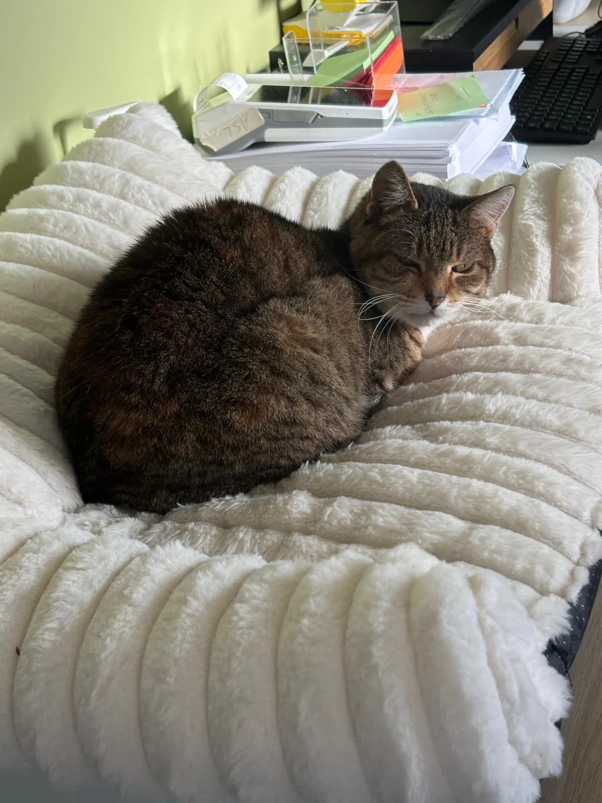 Capucine, Tigre female Mixed Breed for adoption at Animal Sans Logis, Neupré — photo 5 of 5