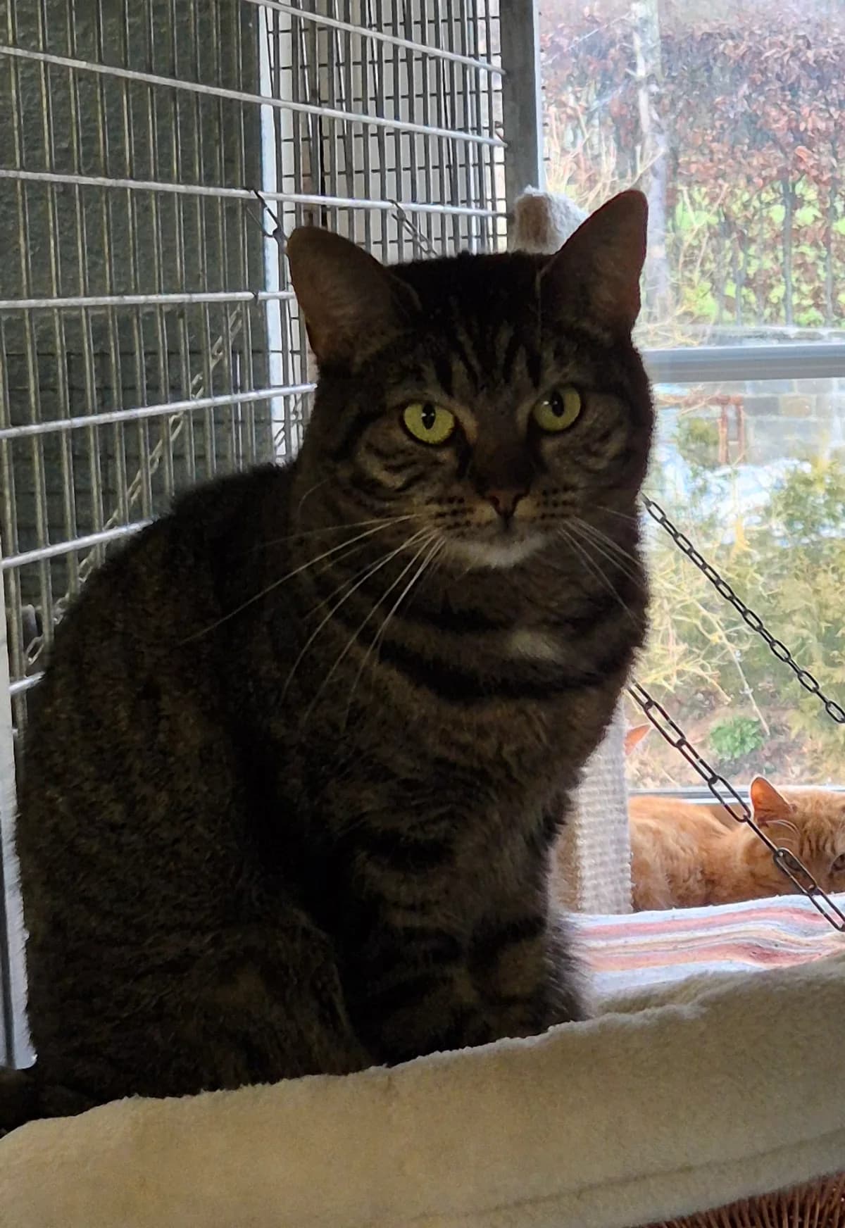 Gertrude, Tigre female 3yo Mixed Breed for adoption at Animal Sans Logis, Neupré