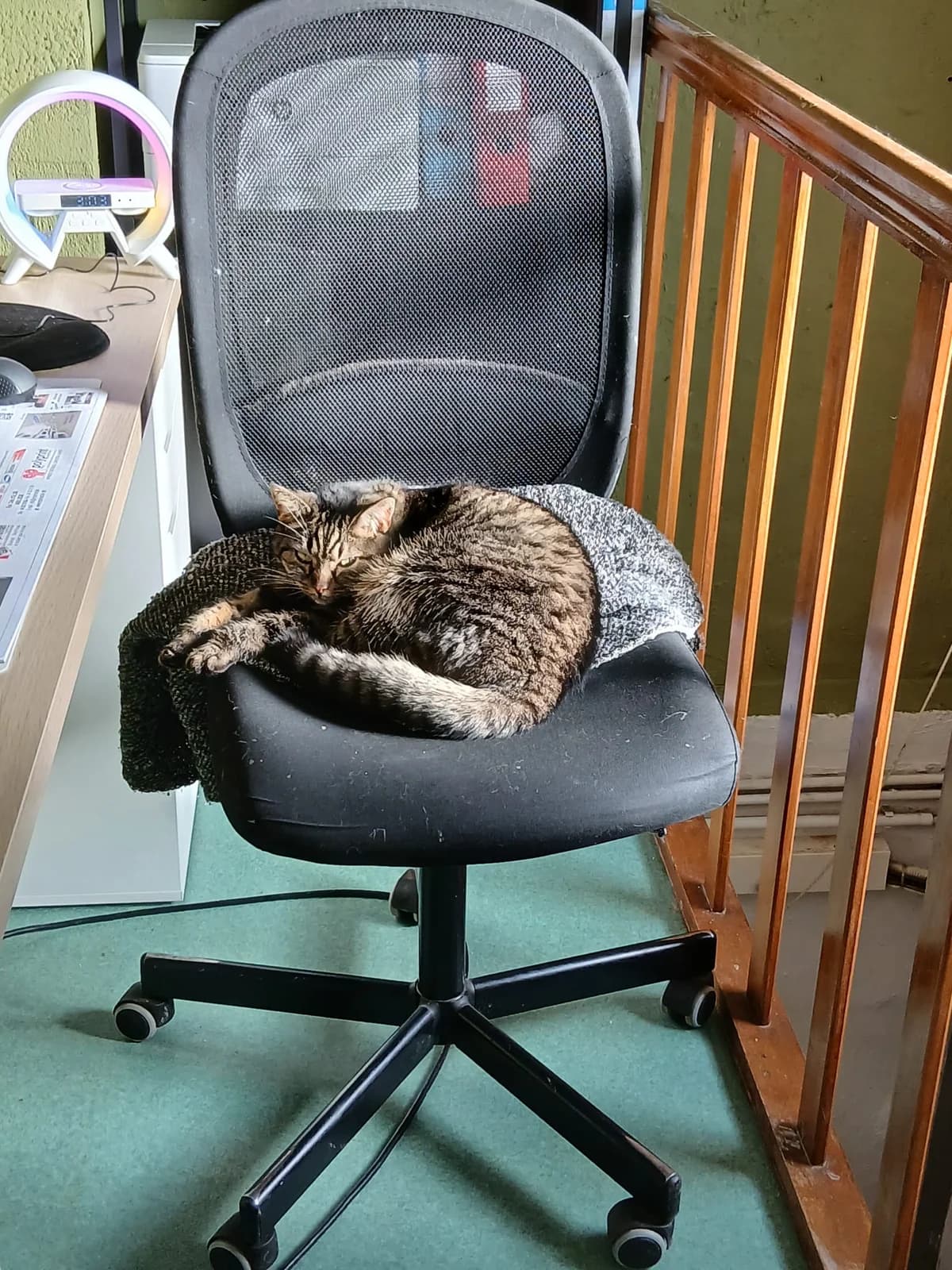 Gertrude, Tigre female Mixed Breed for adoption at Animal Sans Logis, Neupré — photo 2 of 2