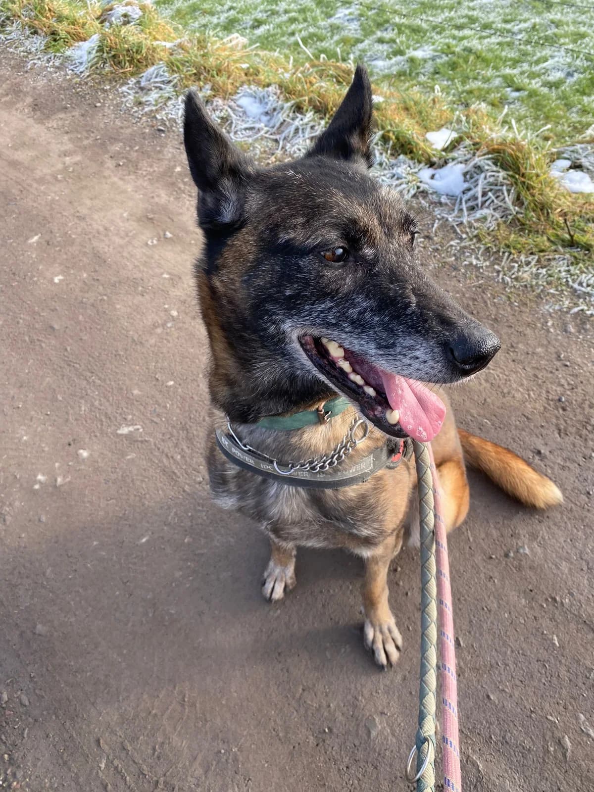 Vixie, fauve charbonné female 7yo Belgian Malinois for adoption at Animal Sans Logis, Neupré