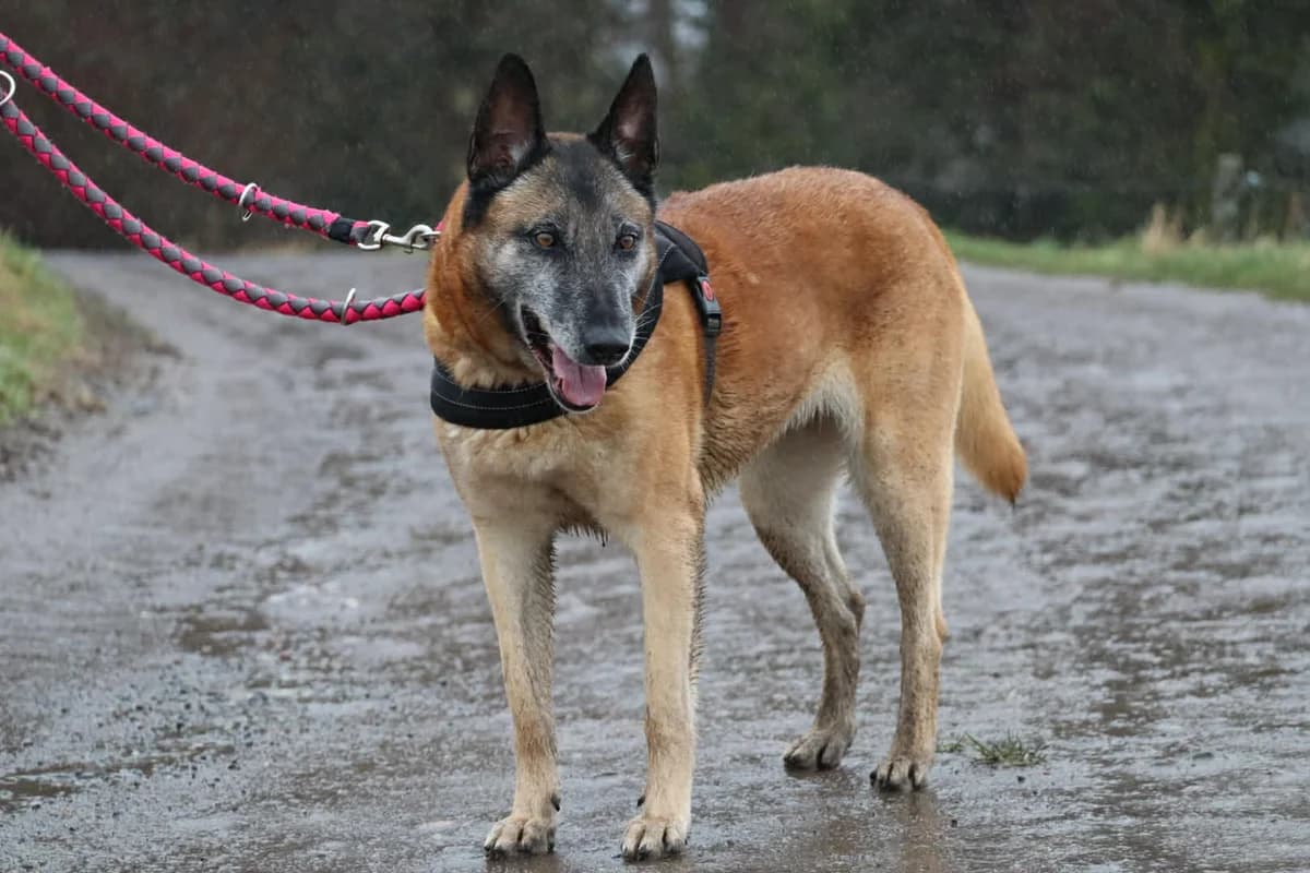 Netto, Fauve Charbonné female Belgian Malinois for adoption at Animal Sans Logis, Neupré