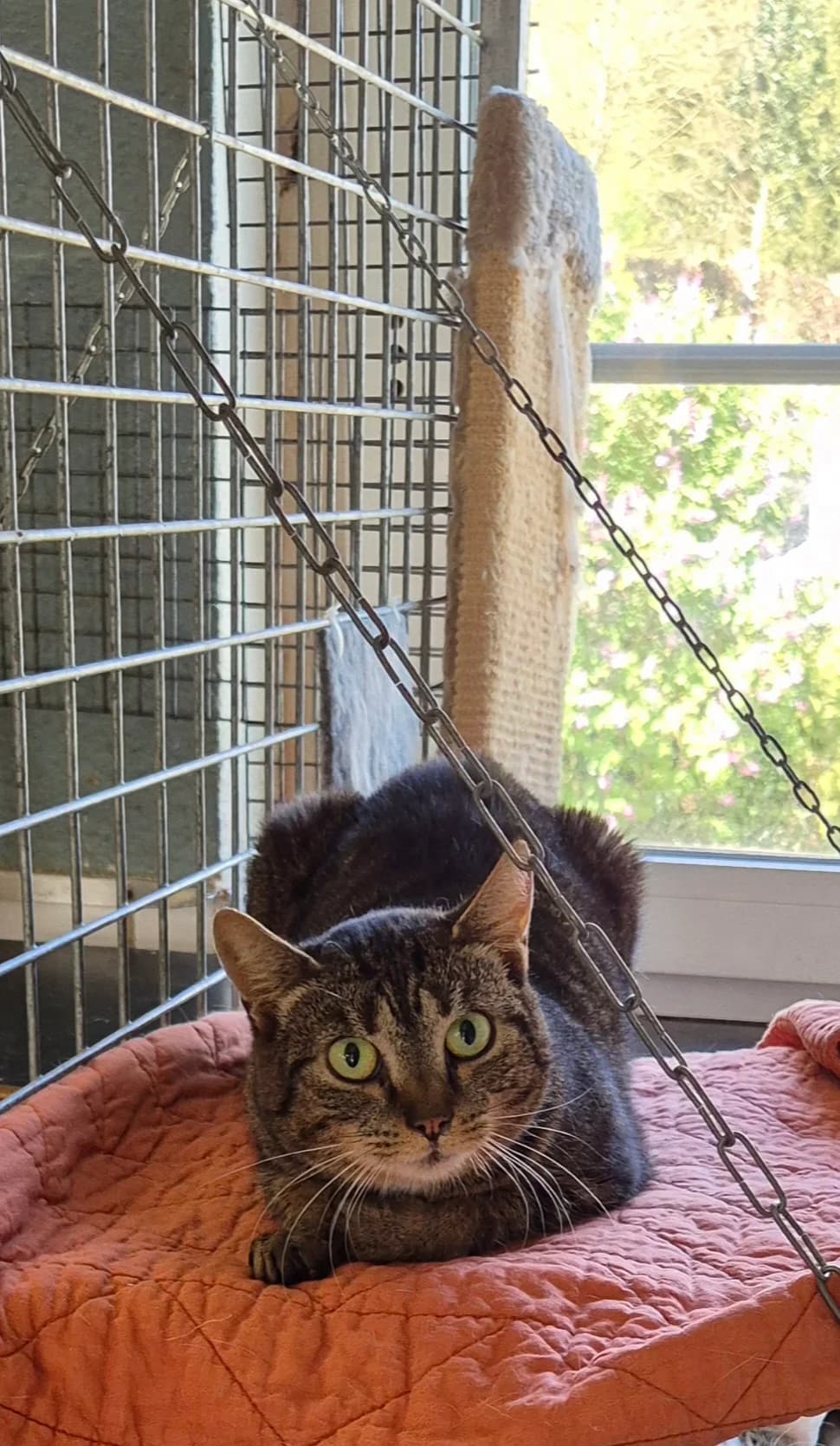 Bella-Rosa, Tigre female Mixed Breed for adoption at Animal Sans Logis, Neupré