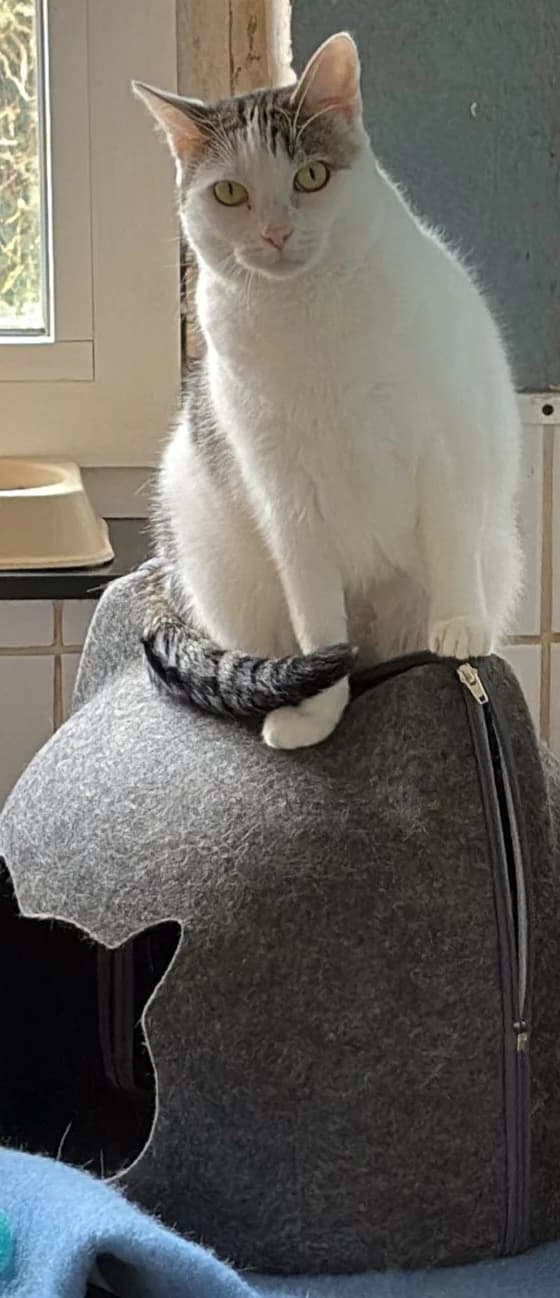 Akela, Blanc et tigré female European Shorthair for adoption at Animal Sans Logis, Neupré — photo 2 of 2