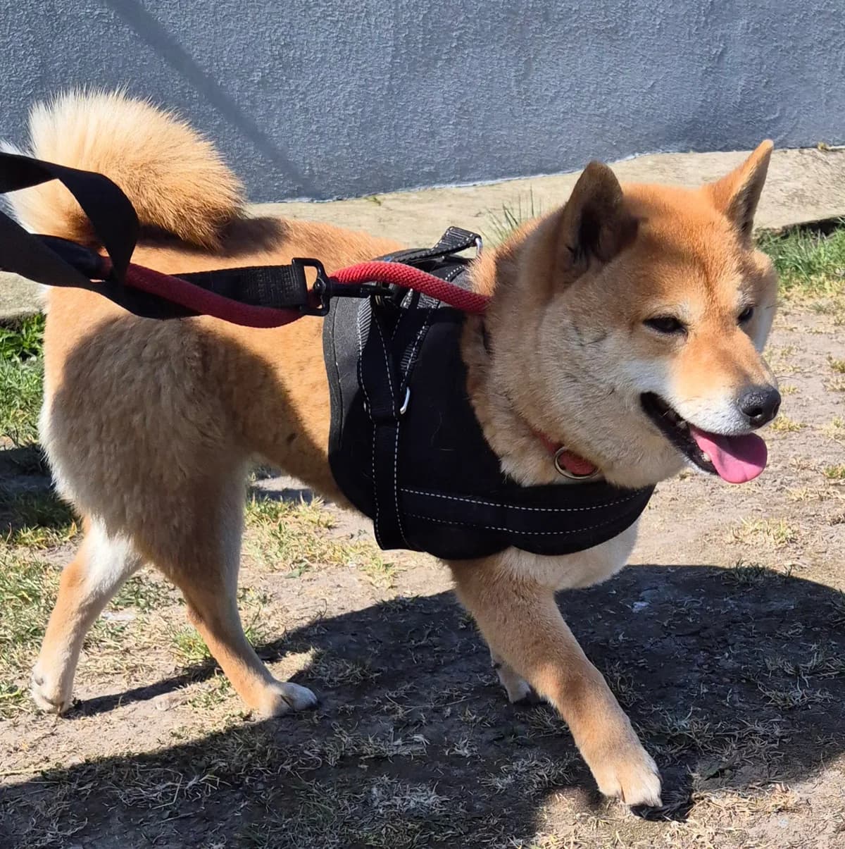 Kira, Roux female 3yo mixed breed for adoption at Animal Sans Logis, Neupré
