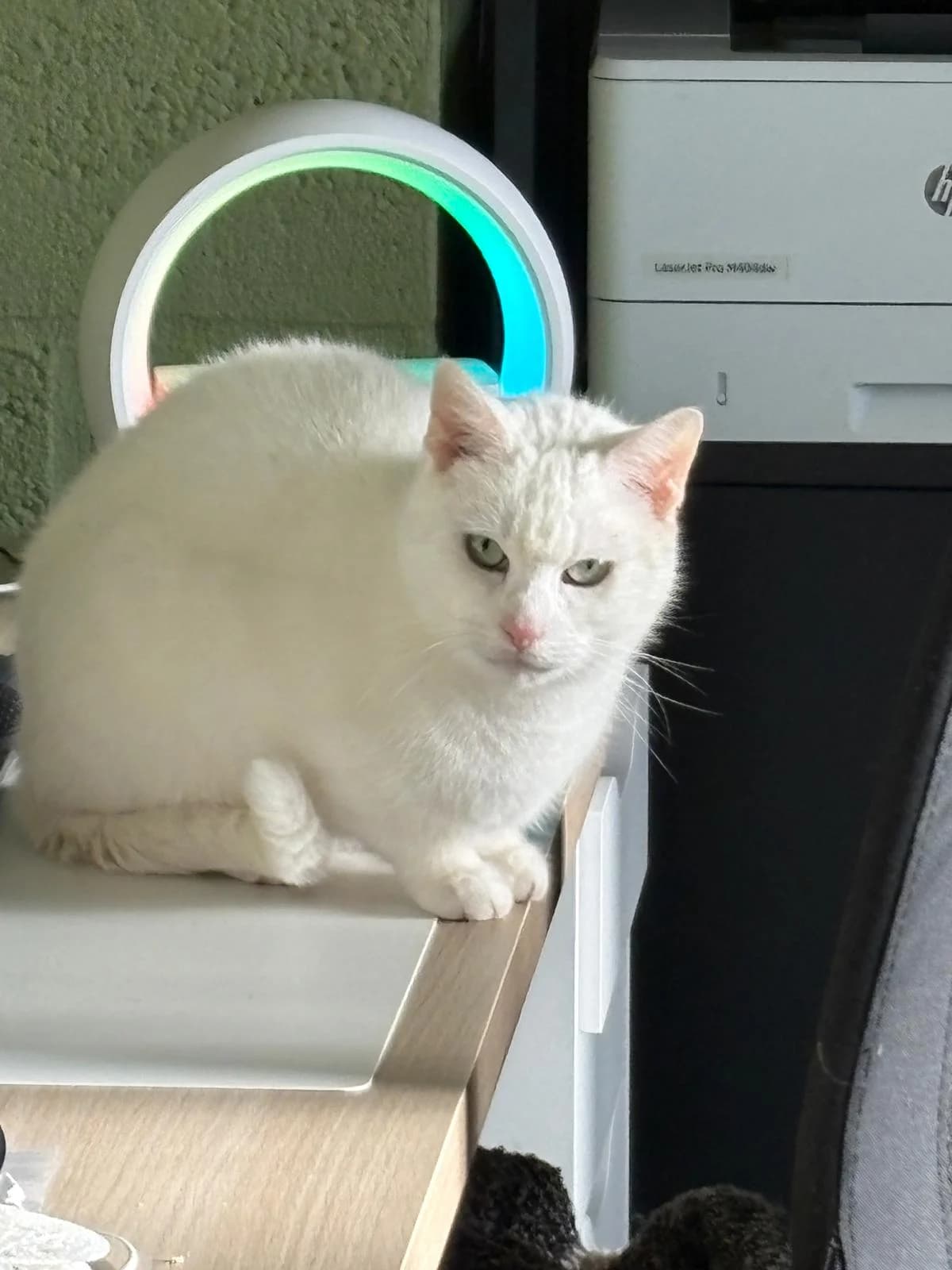 Sakura, Blanc female 4yo Mixed Breed for adoption at Animal Sans Logis, Neupré