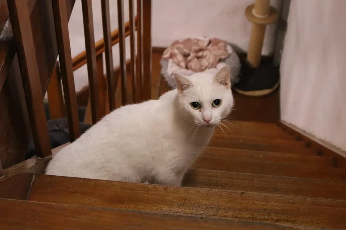 Sakura, Blanc female Mixed Breed for adoption at Animal Sans Logis, Neupré — photo 2 of 3