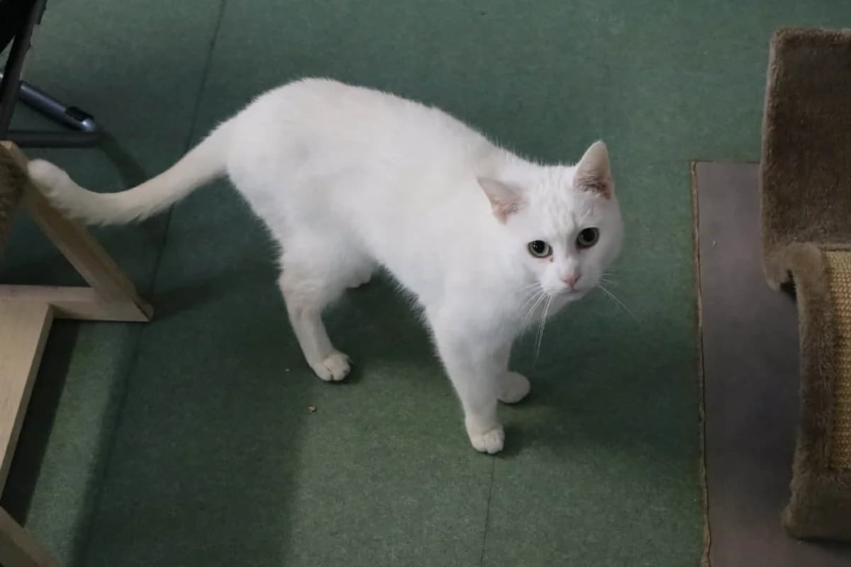 Sakura, Blanc female Mixed Breed for adoption at Animal Sans Logis, Neupré — photo 3 of 3