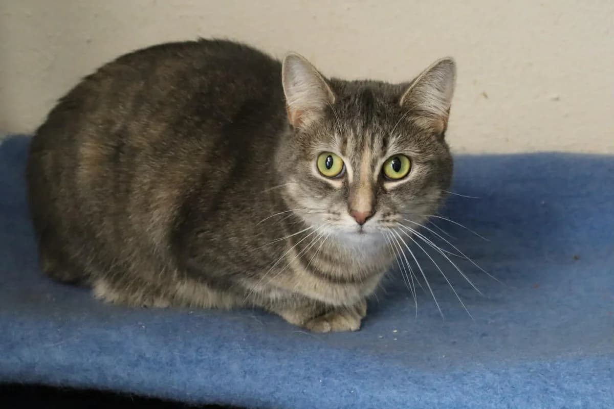 Thomas, Tigré/Gris male young Mixed Breed for adoption at Animal Sans Logis, Neupré
