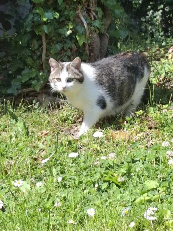Cecile, Blanc-gris female young Mixed Breed for adoption at Animal Sans Logis, Neupré