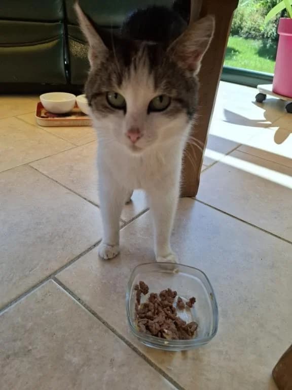 Cecile, Blanc-gris female Mixed Breed for adoption at Animal Sans Logis, Neupré — photo 2 of 2