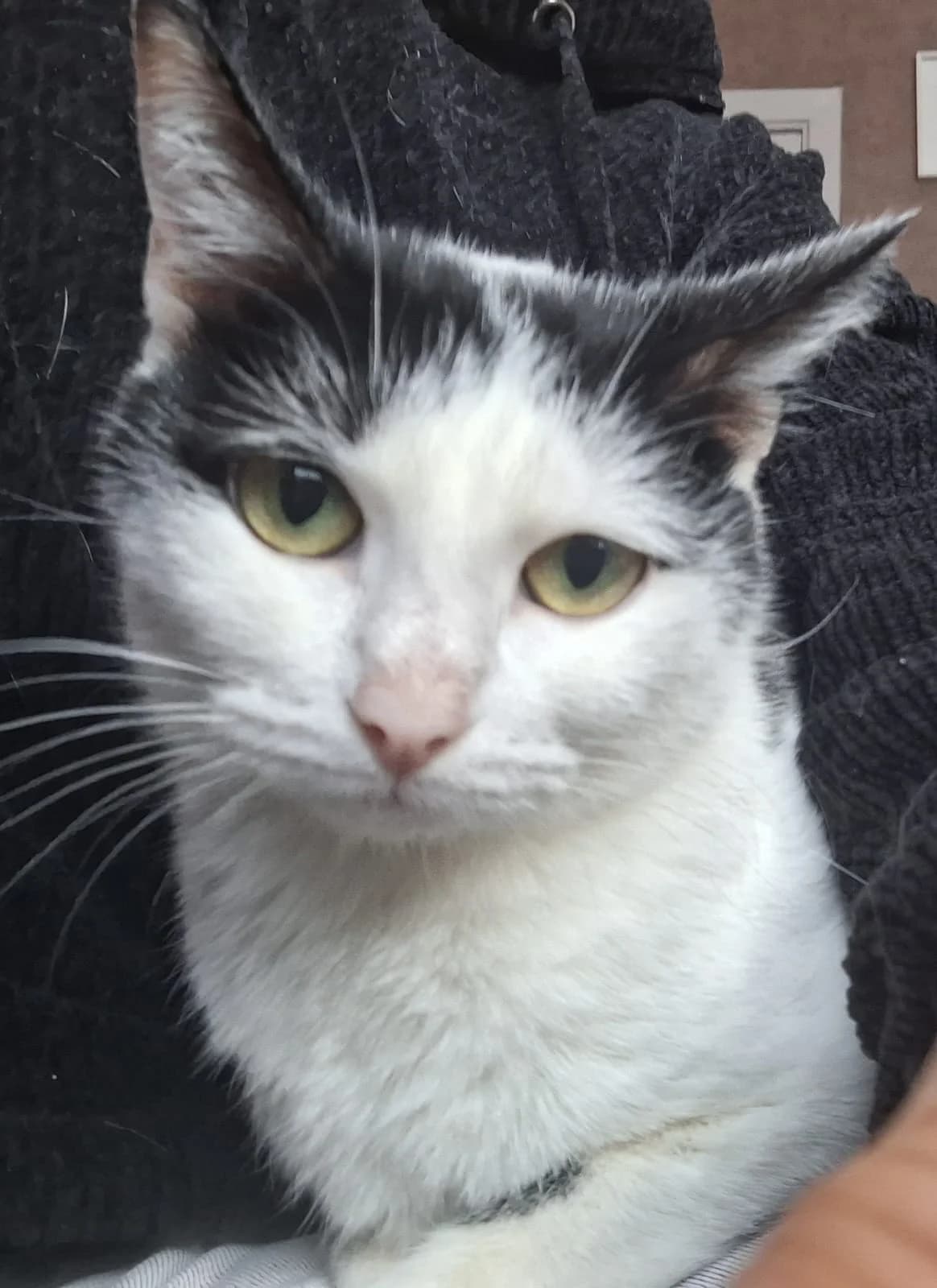 Margueritte ( en famille d’accueil ), Noir/blanc female young Mixed Breed for adoption at Animal Sans Logis, Neupré
