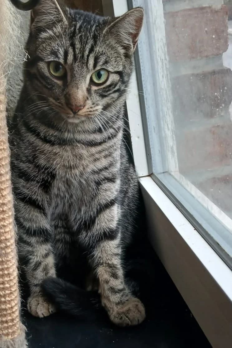Canaille, Tigré male young European Shorthair for adoption at Animal Sans Logis, Neupré