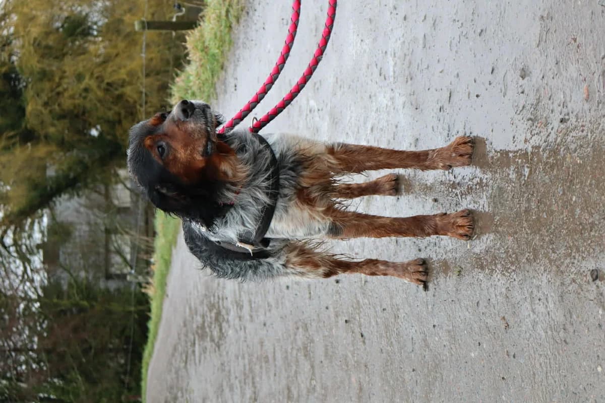 Pollux, Tricolore male 7yo Brittany Spaniel for adoption at Animal Sans Logis, Neupré