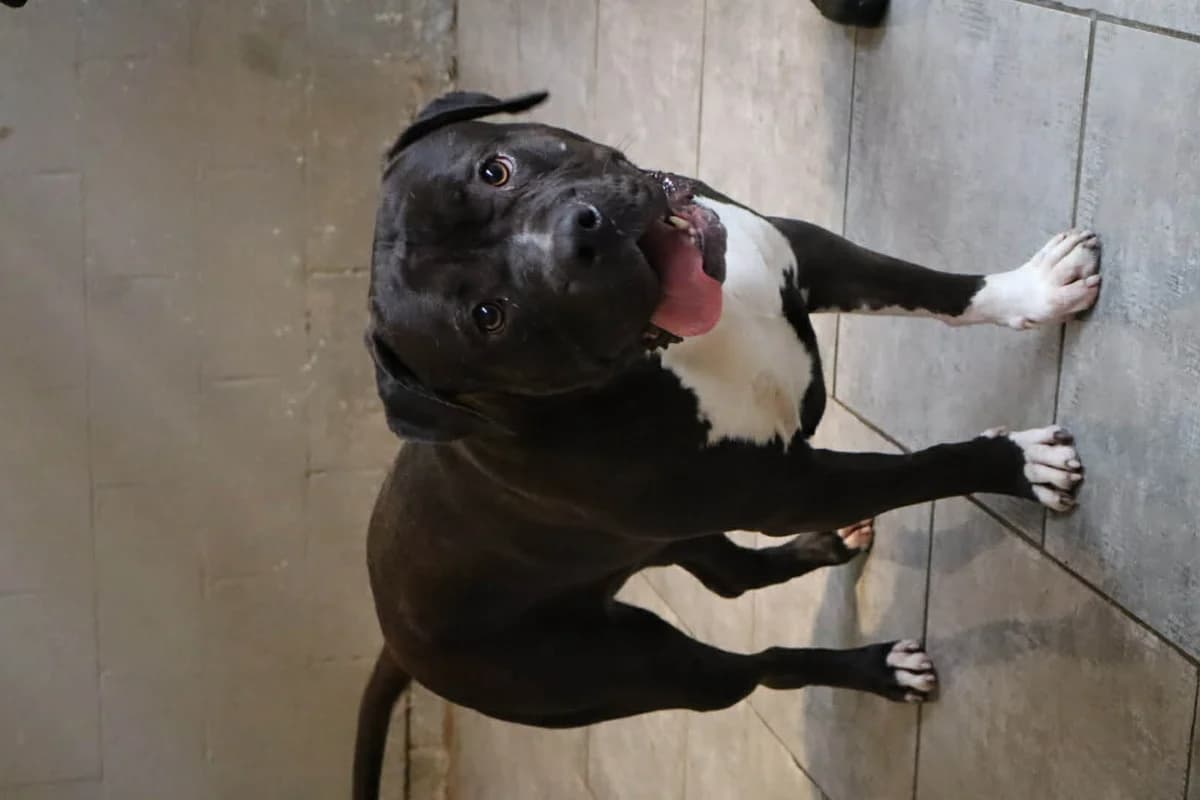 Cheyenne, Noir female young Bullmastiff for adoption at Animal Sans Logis, Neupré