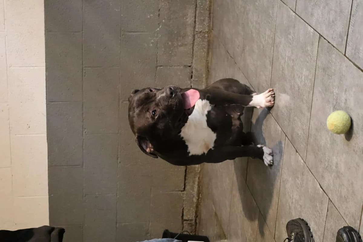 Cheyenne, Noir female Bullmastiff for adoption at Animal Sans Logis, Neupré — photo 3 of 3