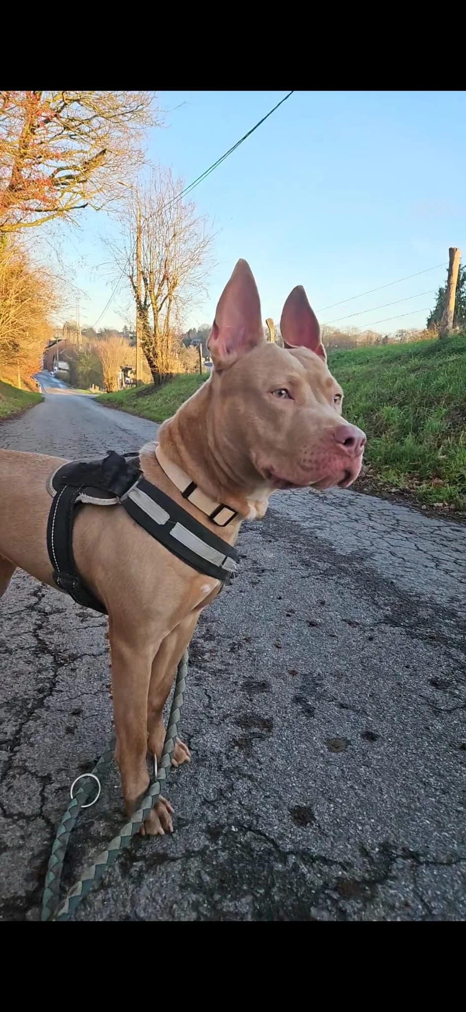 Suzy, Reed female young Staffordshire Bull Terrier for adoption at Animal Sans Logis, Neupré