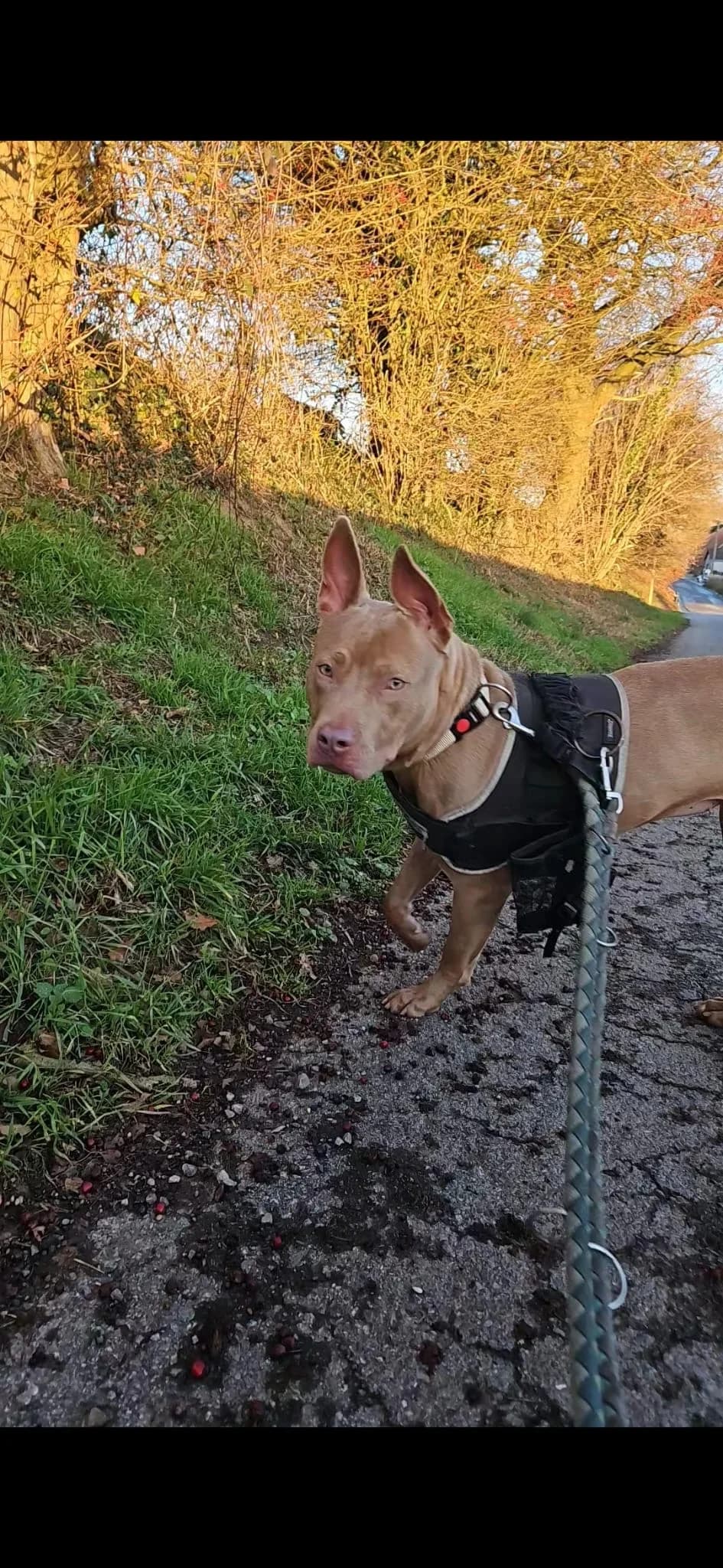 Suzy, Reed female Staffordshire Bull Terrier for adoption at Animal Sans Logis, Neupré — photo 2 of 2