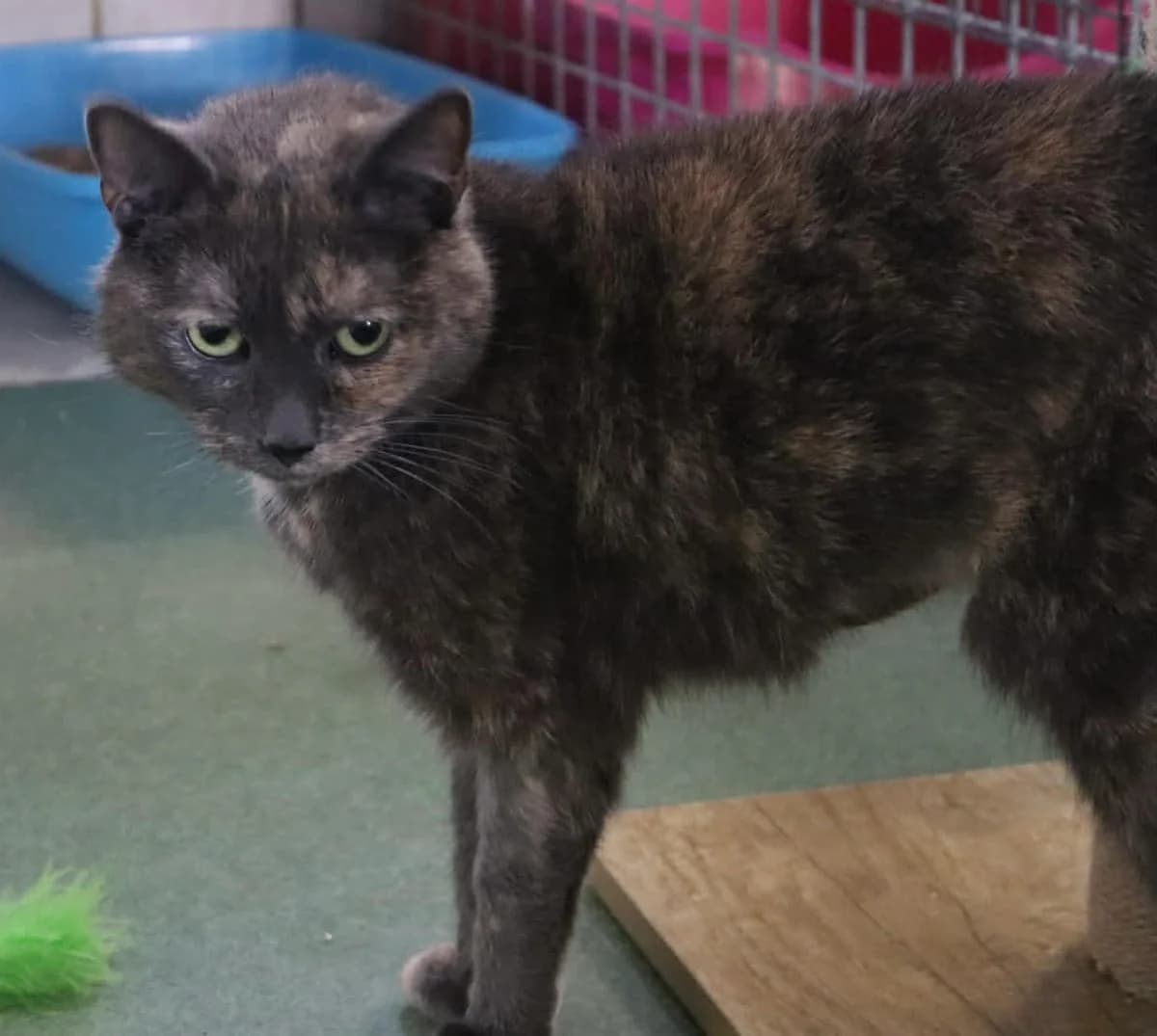 Mimi, Tricolore female Mixed Breed for adoption at Animal Sans Logis, Neupré