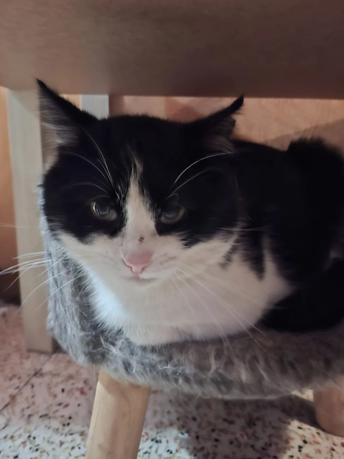 Patchino ( en famille d’accueil ), Noir / blanc male 6yo Mixed Breed for adoption at Animal Sans Logis, Neupré