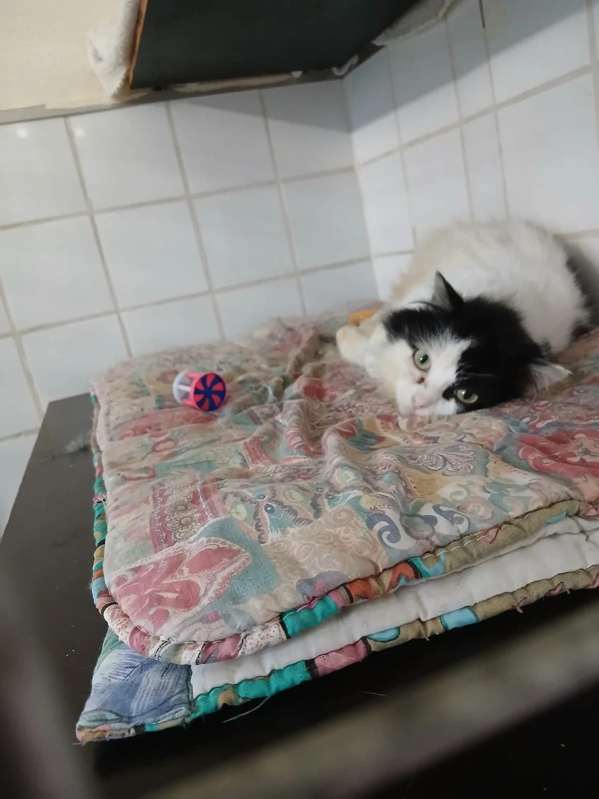 Neige ( en famille d’accueil ), Noir/Blanc male Mixed Breed for adoption at Animal Sans Logis, Neupré — photo 2 of 2