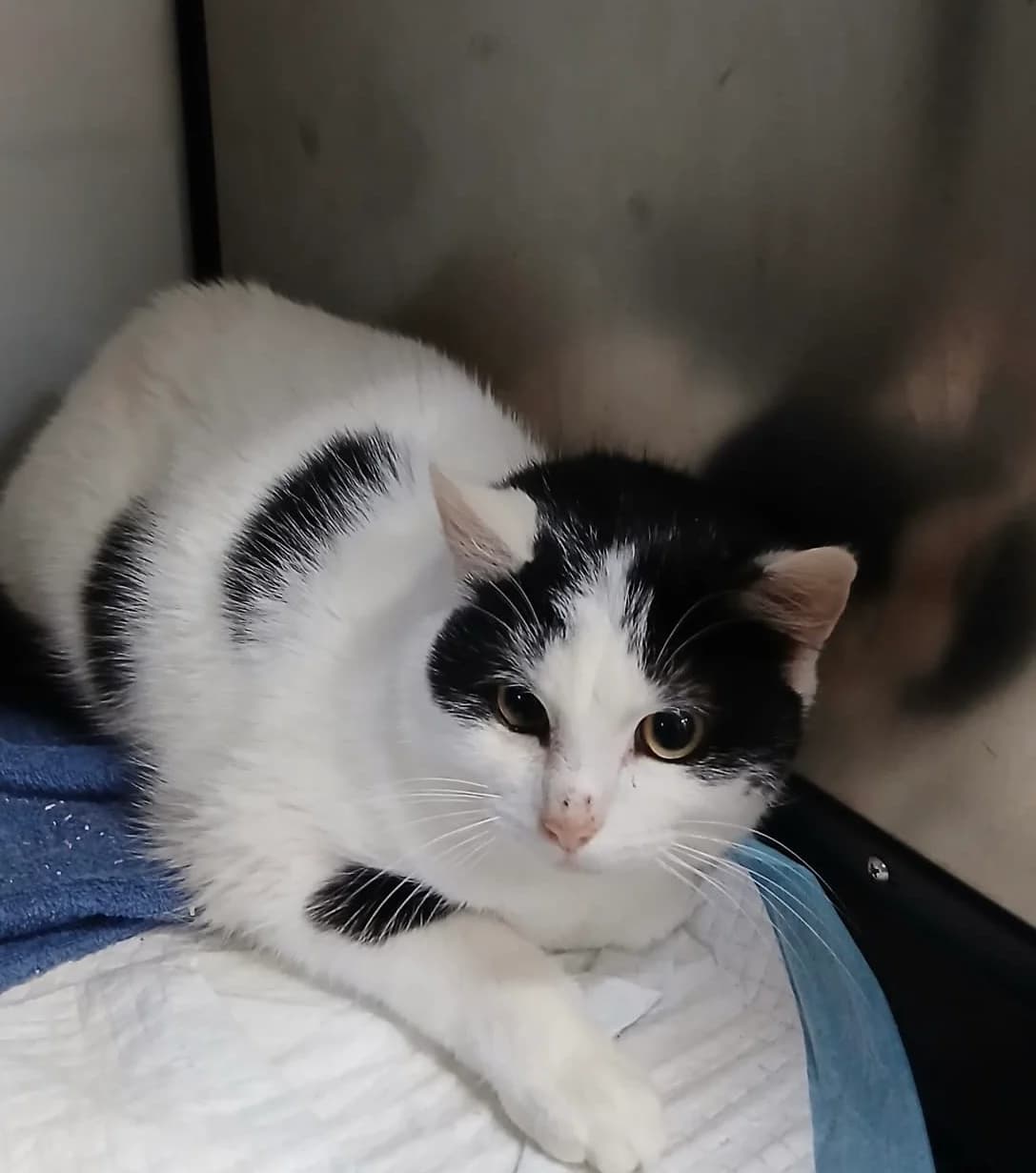 Bretzel, Blanc-noir male Mixed Breed for adoption at Animal Sans Logis, Neupré