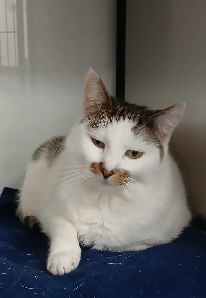 Pussycat, Blanc-tigre female young Mixed Breed for adoption at Animal Sans Logis, Neupré