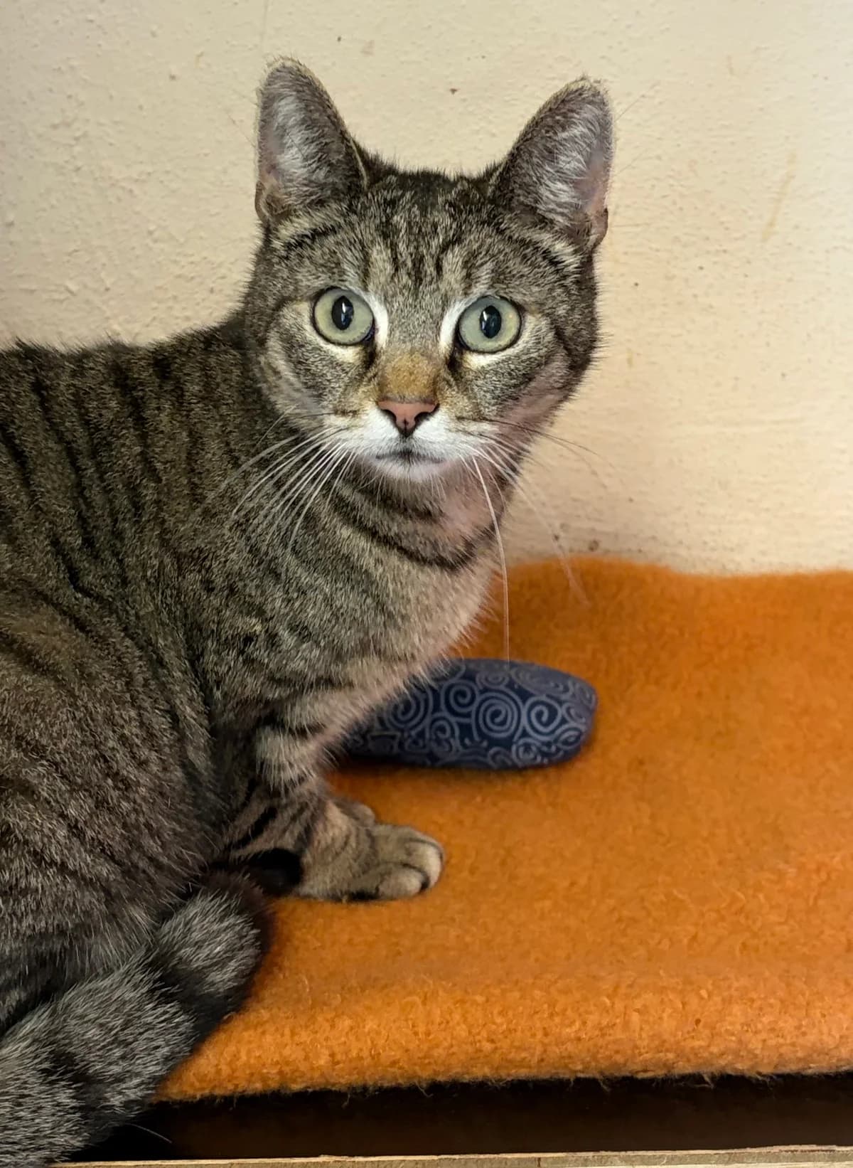 Tao, Tigre female 7yo Mixed Breed for adoption at Animal Sans Logis, Neupré