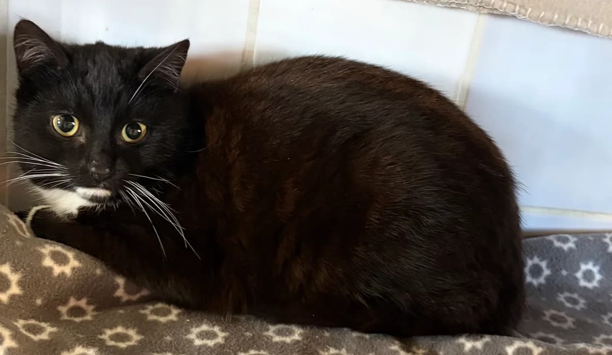 Figaro, Noir/blanc male Mixed Breed for adoption at Animal Sans Logis, Neupré