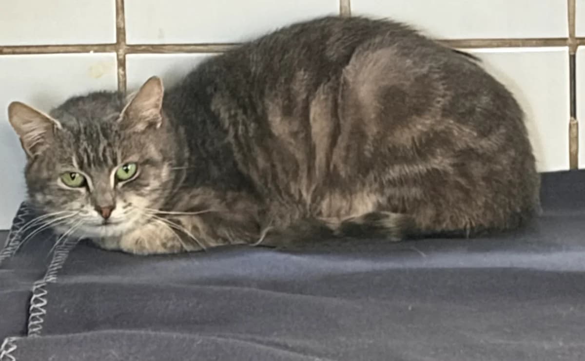 Rose, Tigre female Mixed Breed for adoption at Animal Sans Logis, Neupré